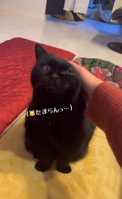 飼い主に撫でられている黒猫