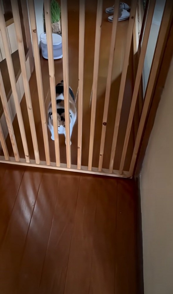 お出迎えする猫