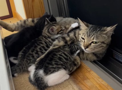 子猫たちに囲まれて横になるアメルちゃん