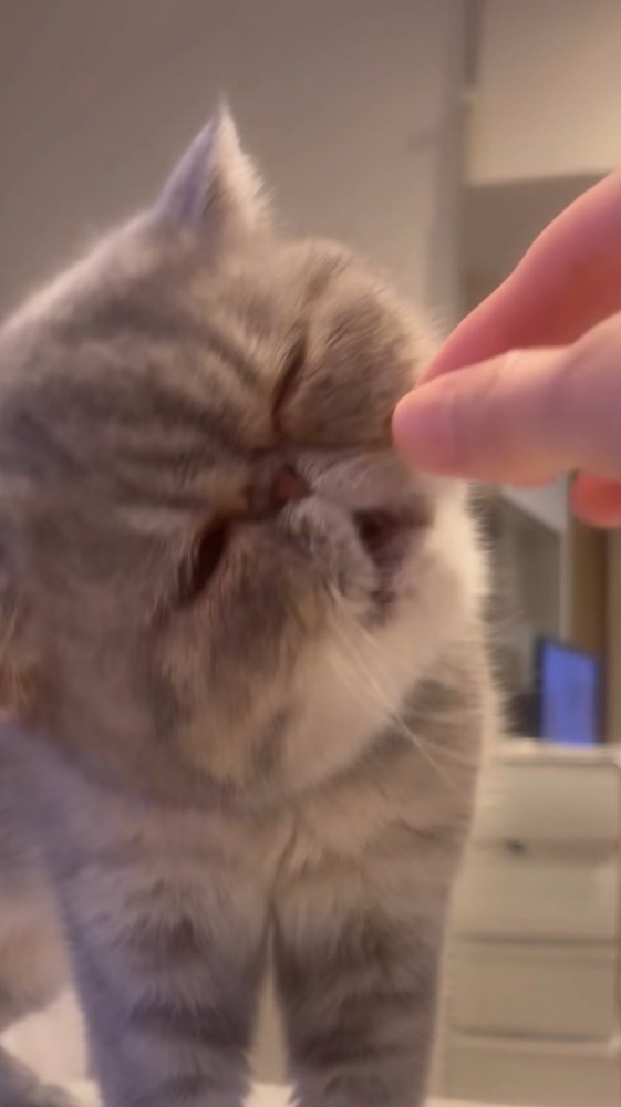 飼い主が持っているおやつに顔を近づける猫