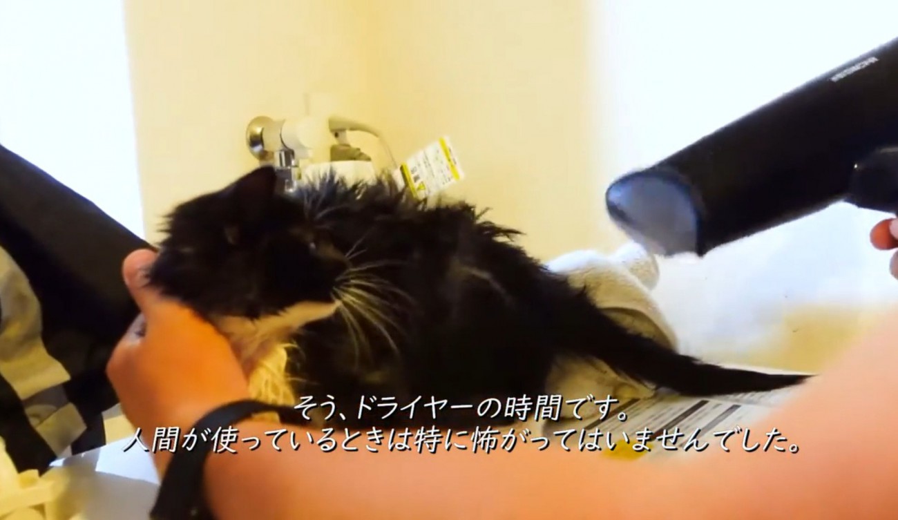ドライヤーで乾かされる子猫