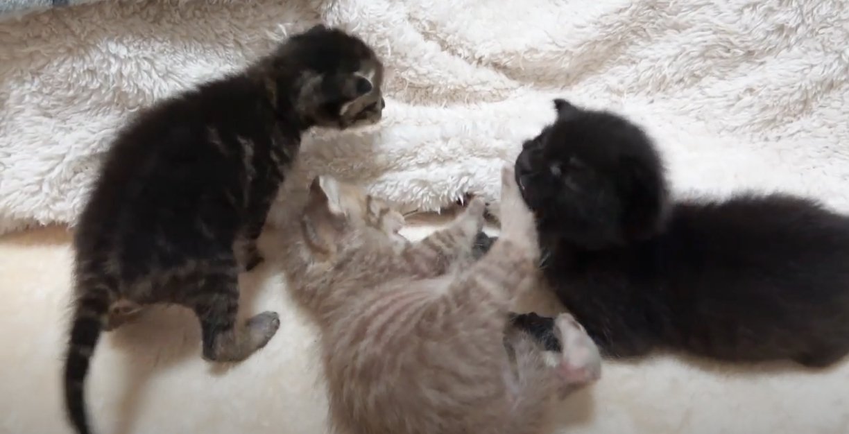ブランケットの近くに集まる子猫3匹