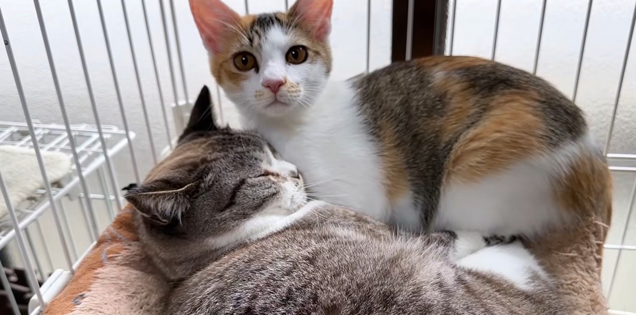 猫に添い寝する三毛猫
