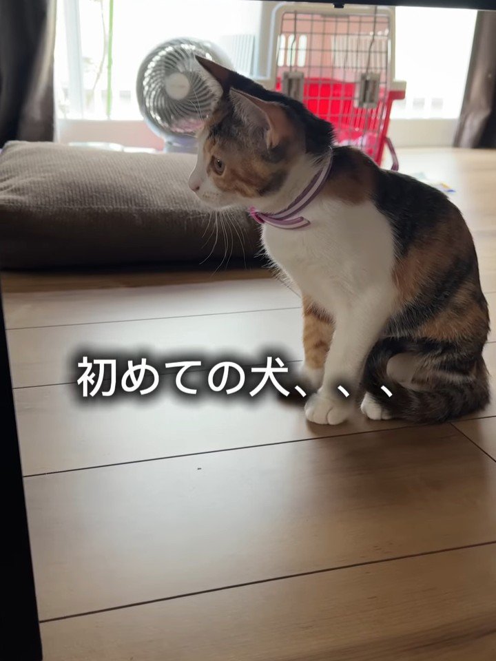 おすわりする猫