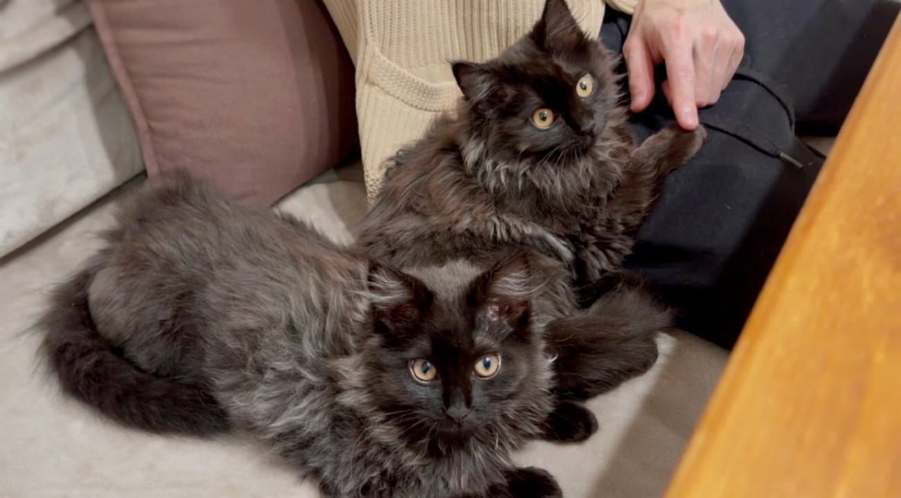 並んで座る2匹の猫