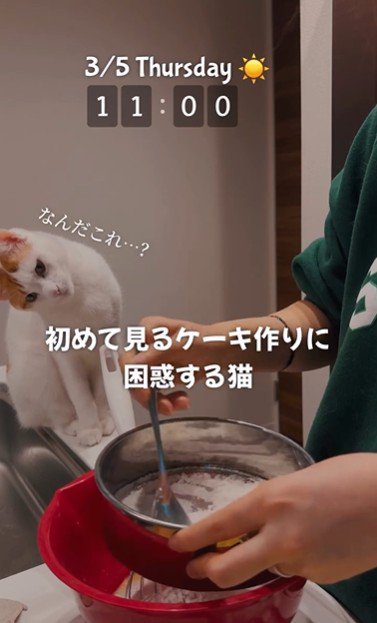 ケーキ作りを座って見ている猫