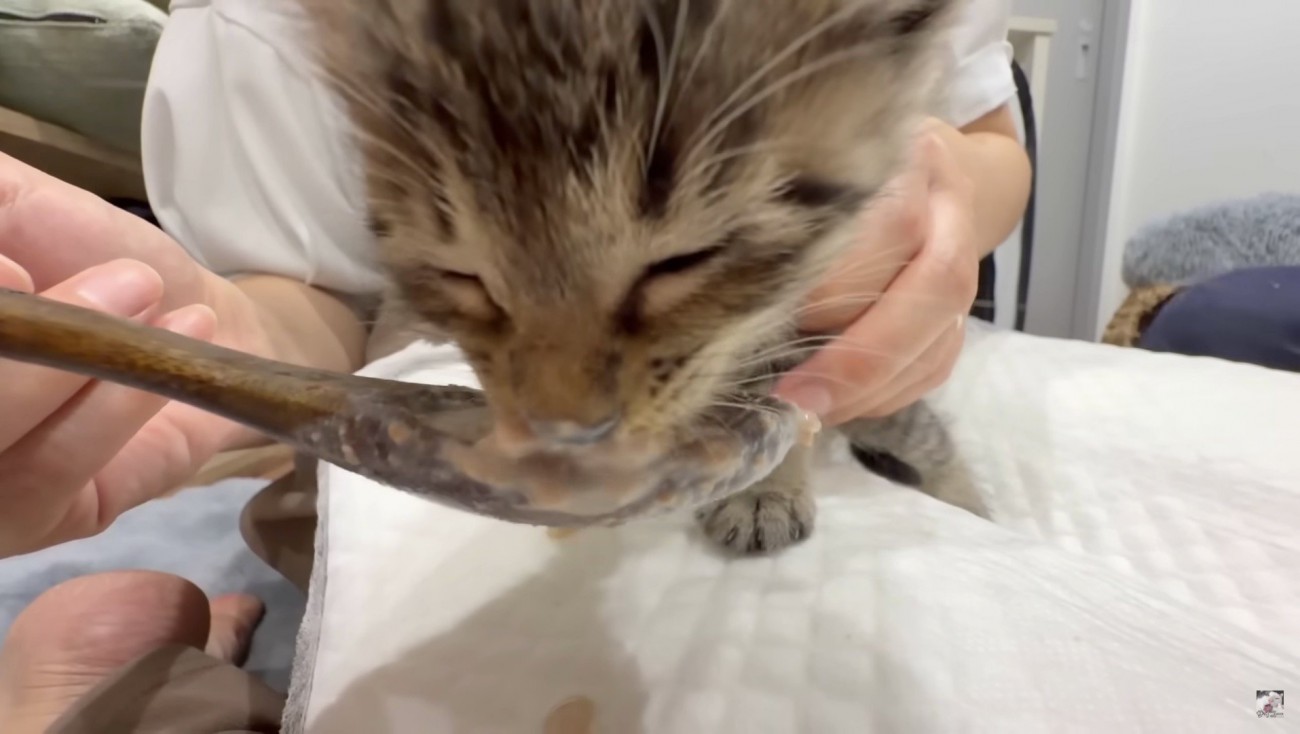 おかゆにおぼれそうな写真