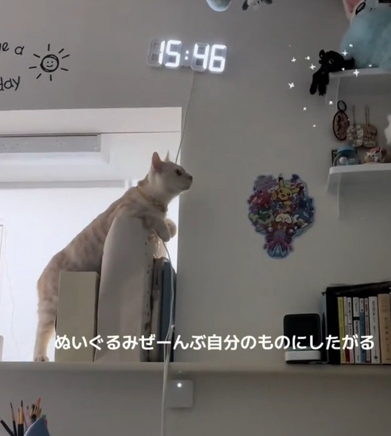 必死な様子の猫