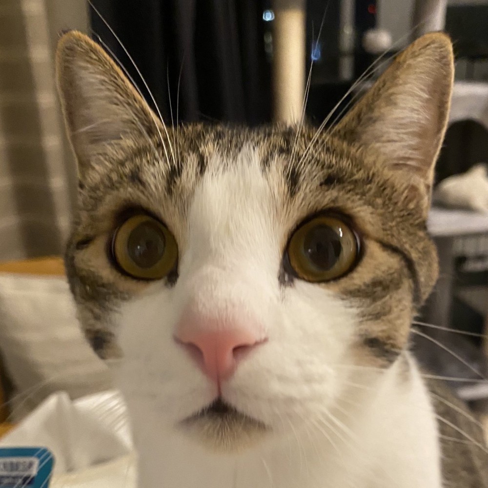 目を丸くした猫