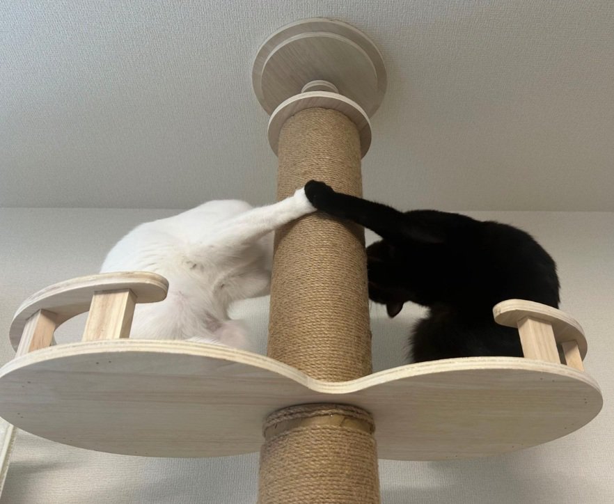 キャットタワーの上でパンチをする白猫と黒猫