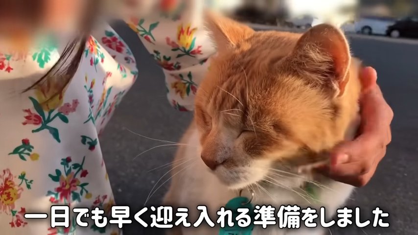なでられる猫