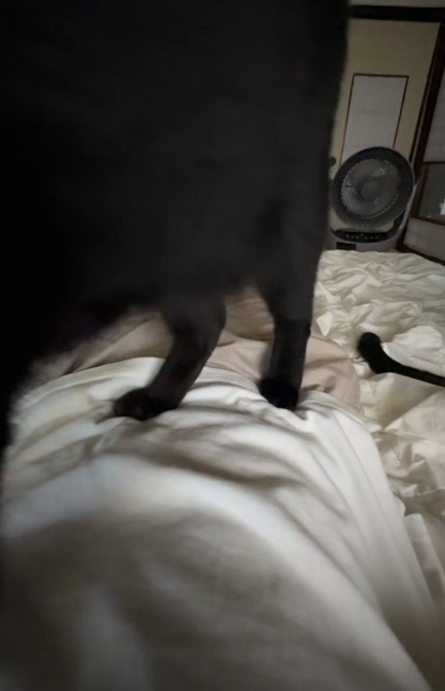 布団で寝る飼い主の体の上を歩く白黒猫