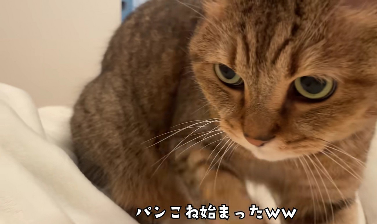 至近距離で布団をこねているミヌエット