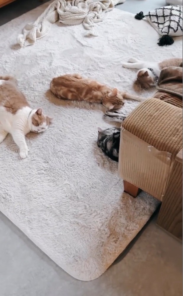 カーペットで眠る猫たち