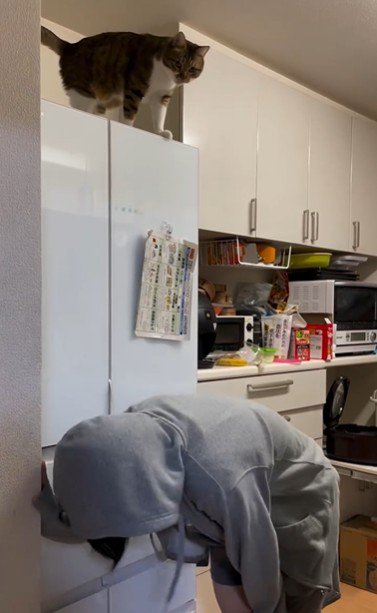 冷蔵庫の上に座っている猫とそれを見ている人