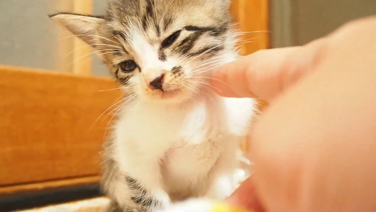 目を細める子猫