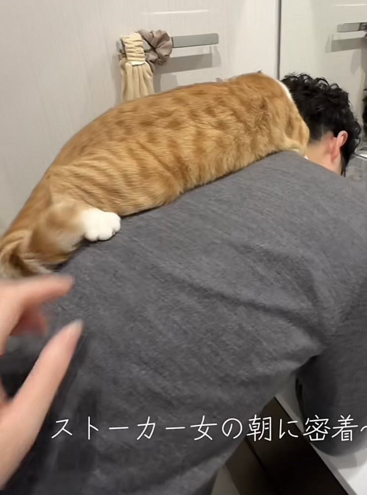 飼い主さんの背中に乗る猫の写真1-2