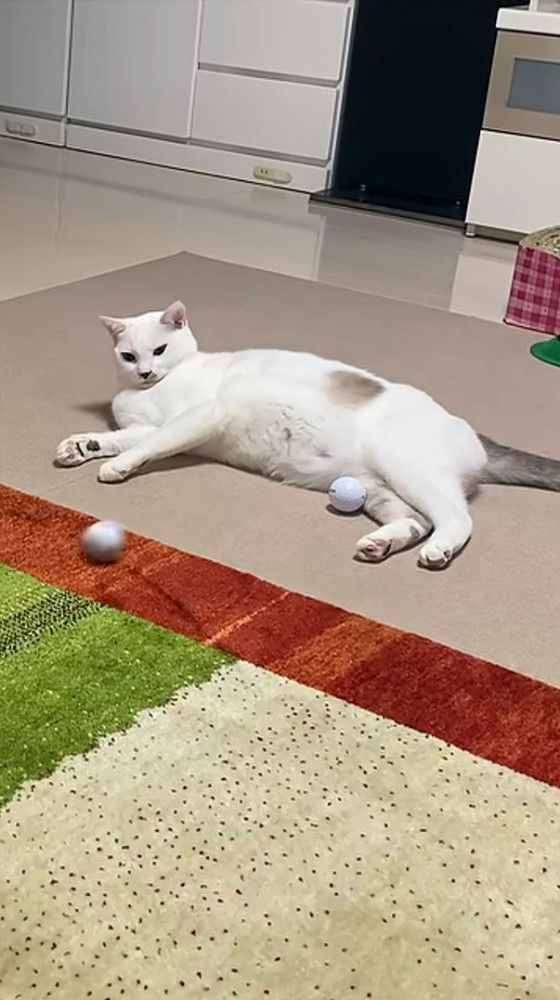 転がるゴルフボールを見つめる猫