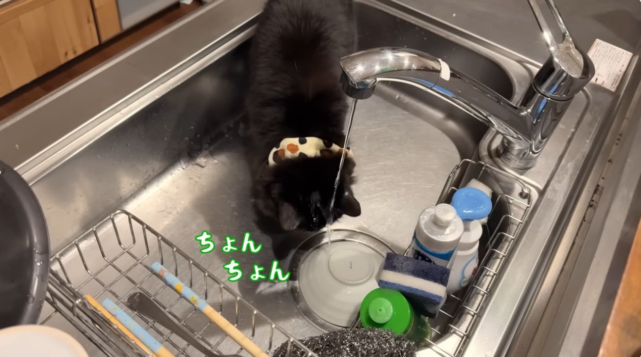 台所で水を飲む猫