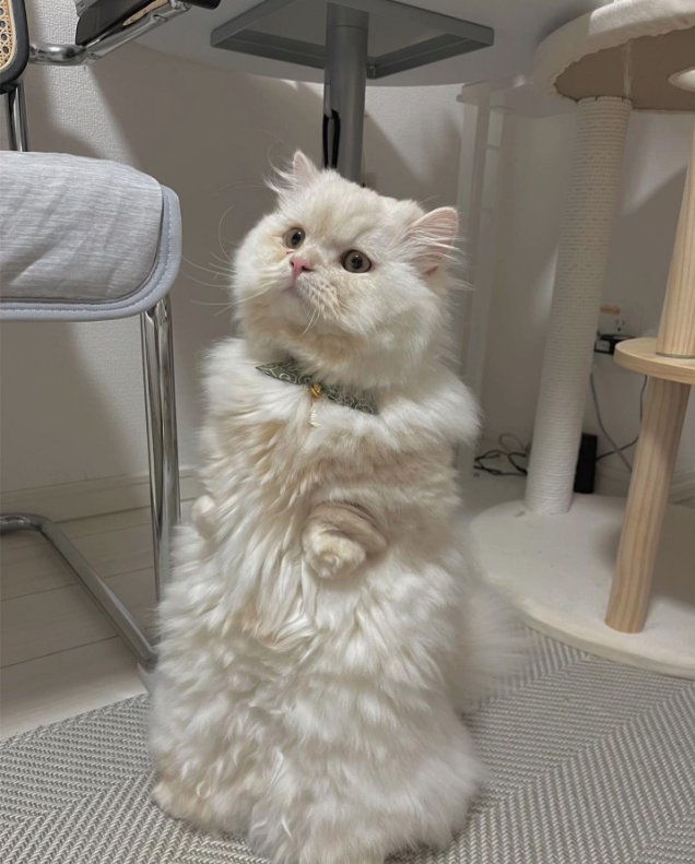 後ろ足で立ち上がっている猫