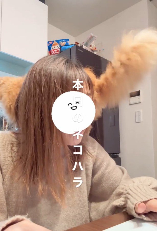 肩に乗った猫