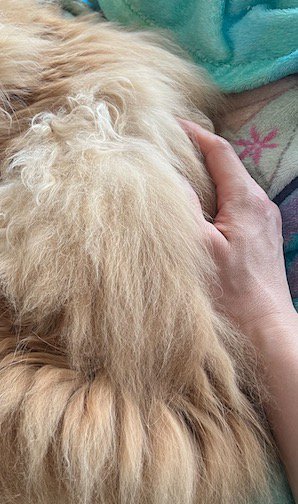 薄茶色の猫の背中に手を添える男性