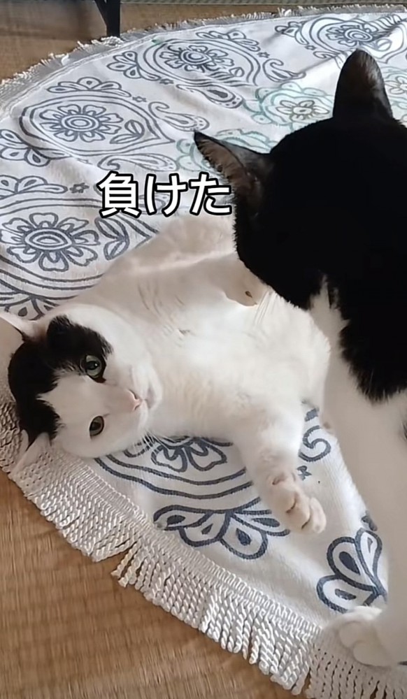 「負けた」のテロップ写真