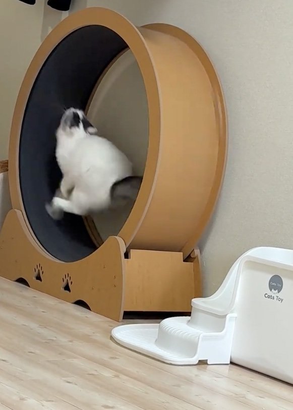 走る猫