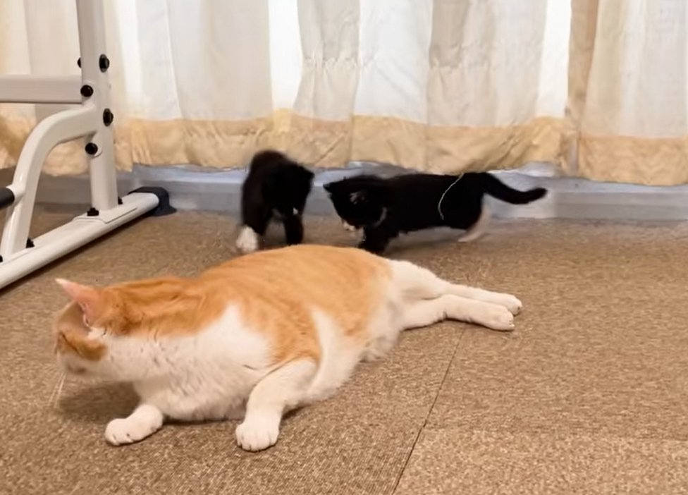上半身だけあげて横になる猫と猫の尻尾に集まる2匹の子猫