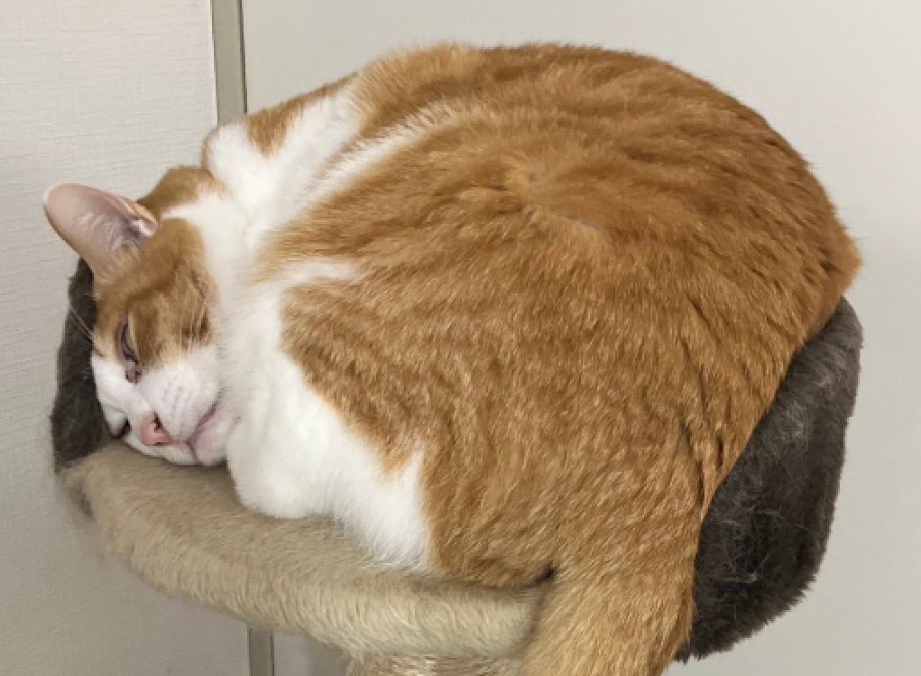 丸まる猫