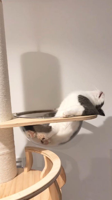 キャットタワーのボウルのふちに肘をかけて寝転がる猫