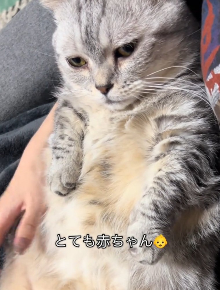 抱っこされる猫