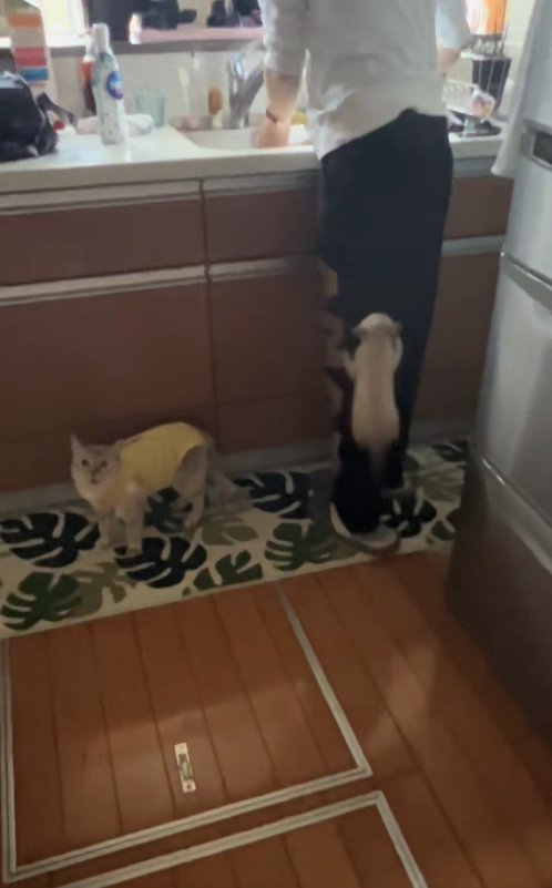 飼い主の足にしがみついている子猫のそばで立っている母猫