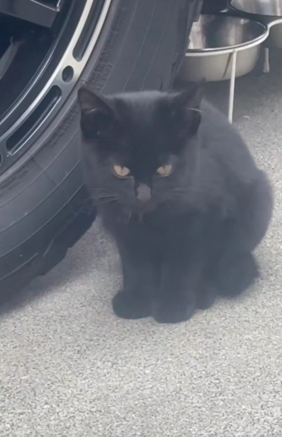 ひとりぼっちの子猫