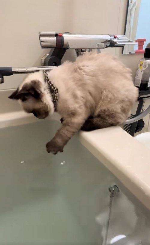 湯船に左前足をつけているシャム系猫