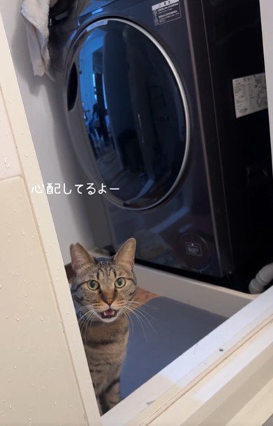 お風呂場を覗き込んでいる猫