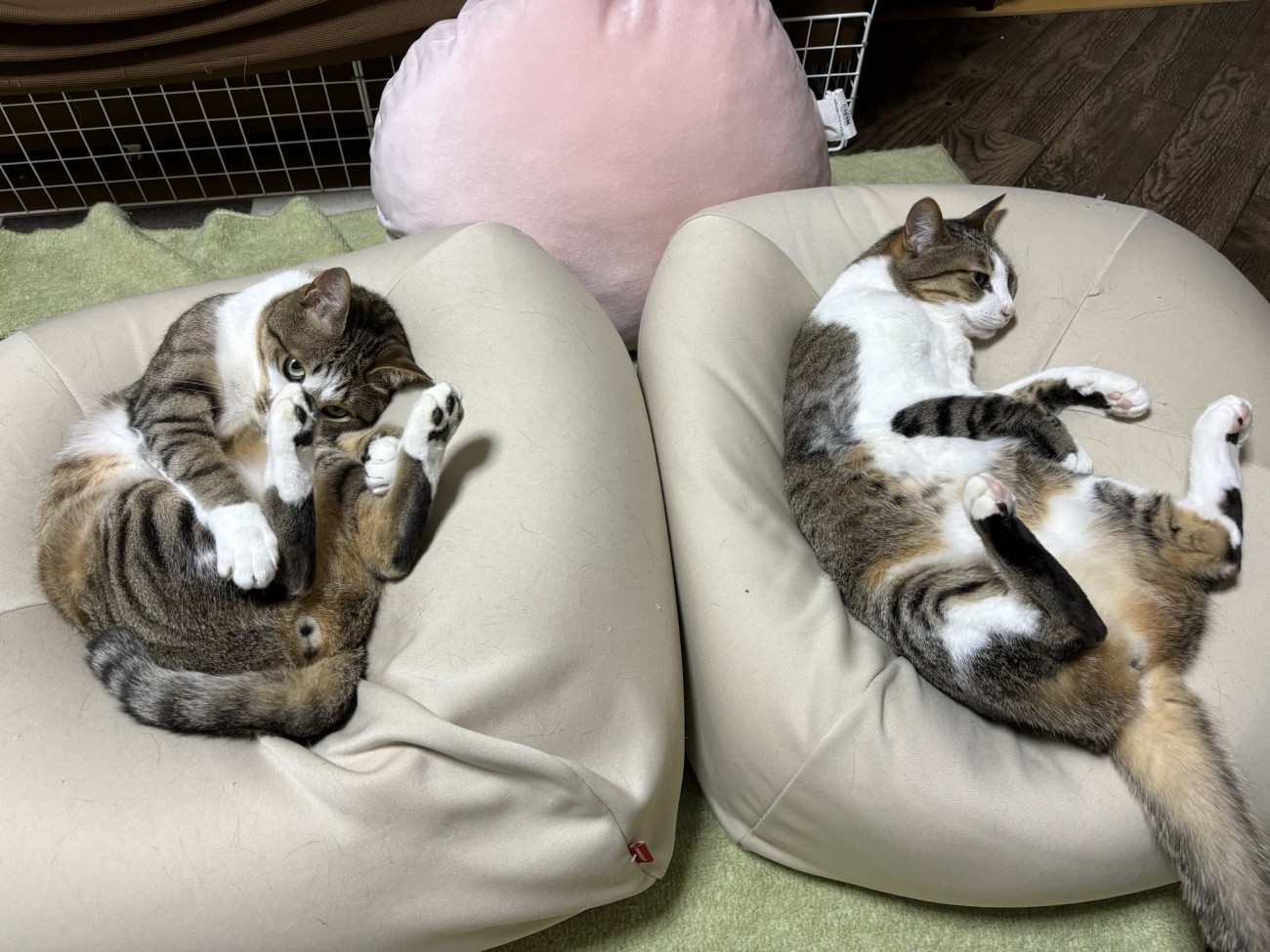 それぞれクッションで寝ころぶ2匹の猫