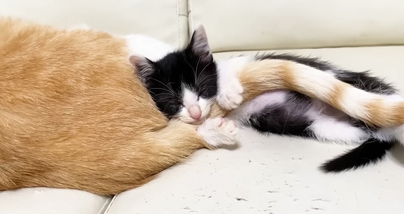 再度寝るロアちゃん