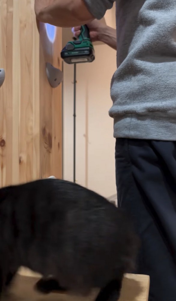 作業の真下をウロウロする子猫