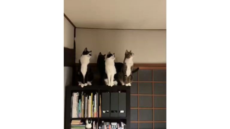 室内にいる猫たち