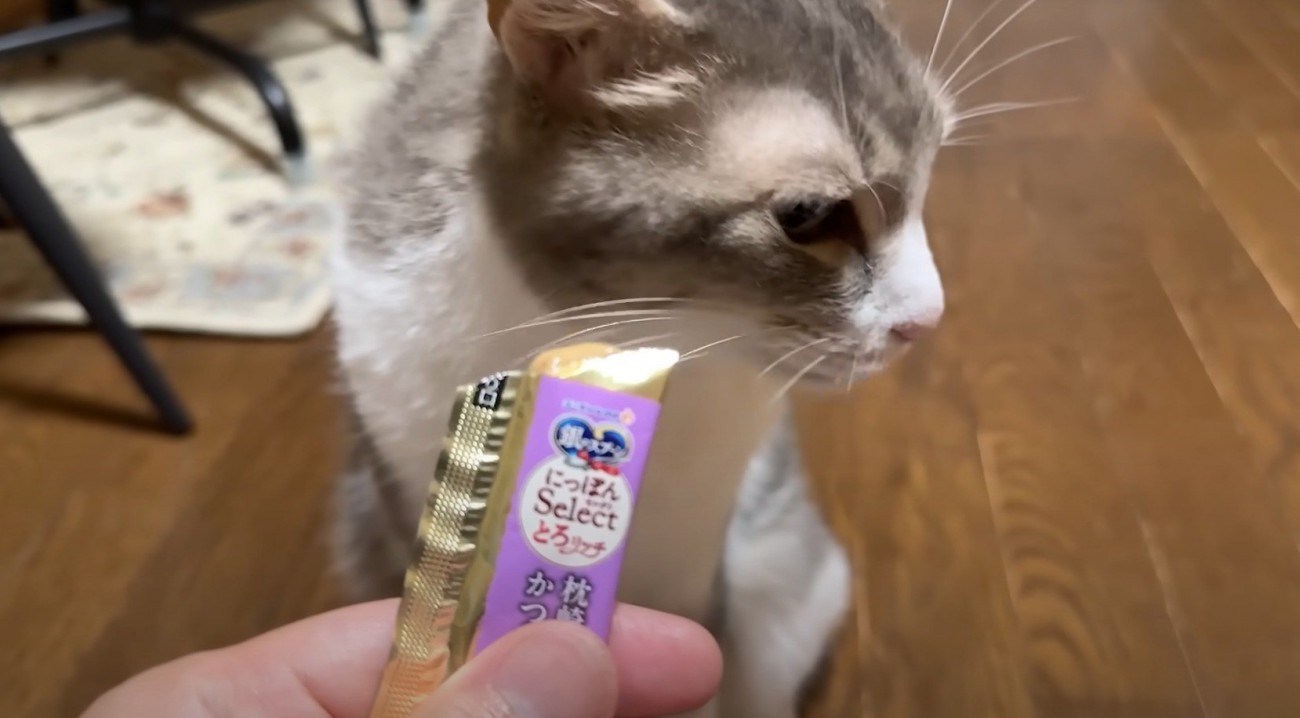 おやつから顔を背ける猫