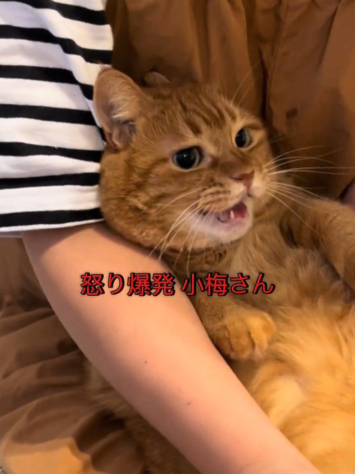 抱っこされて怒る猫