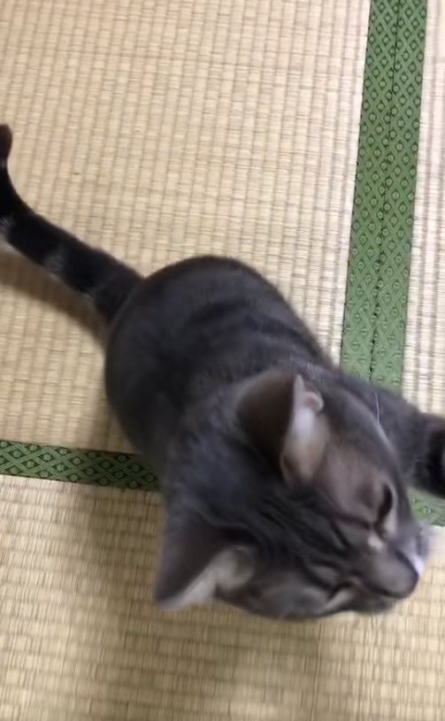 お手をしている左前足が見切れた猫