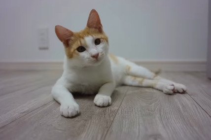 成長後の凛々しい善くん