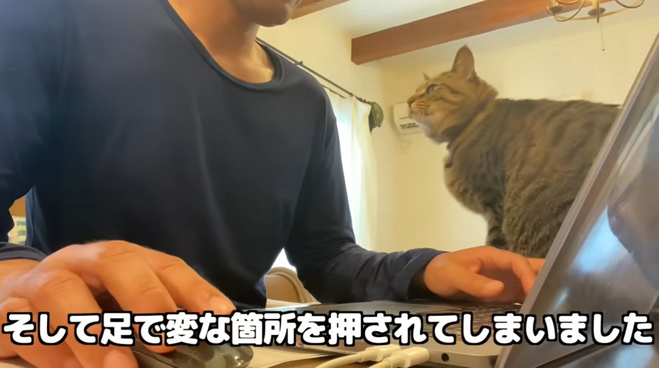パソコンをしたい飼い主とそばにいる猫