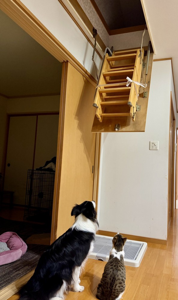 屋根裏部屋を見上げる犬と猫