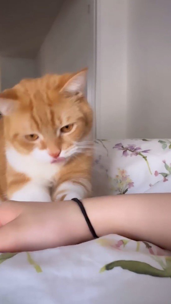 音を立てて飼い主の腕を叩きつける髪ゴム