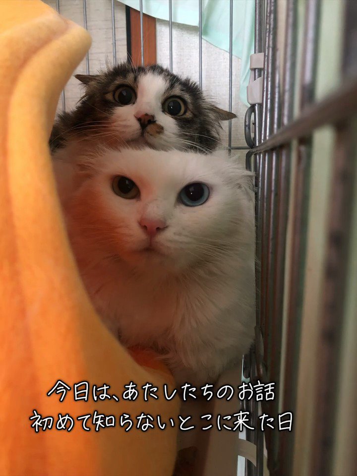 ケージの奥にいる2匹の猫