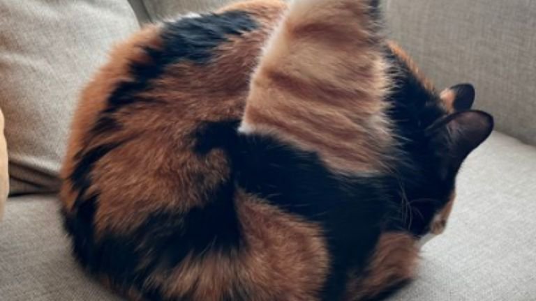 毛づくろいしている猫