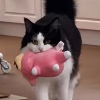 ぬいぐるみを咥えながら歩いてくる猫